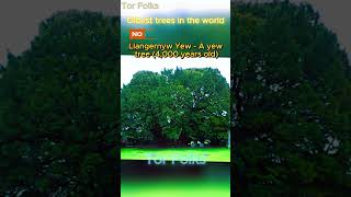 Oldest trees in the world [upl. by Pontias291]