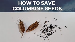 Save Columbine  Aquilegia Seeds How to harvest seeds from Columbine Flower [upl. by Yahsed]