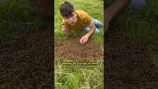 🐝Récupération d’un essaim d’abeilles au sol🐝 abeille bee apiculture ruche miel reine [upl. by Ahsyek]