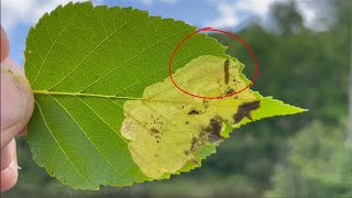 Managing Leaf Miners with the Purdue Plant Doctor [upl. by Nillek]