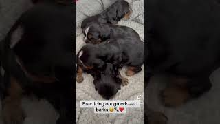 19 day old Cavalier puppies practicing their barks and growls 😍 [upl. by Marthena]