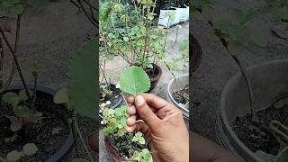 കഞ്ഞിക്കൂർക്ക  Coleus aromaticus farmer secretgarden [upl. by Doralynn]