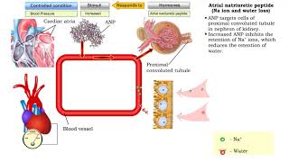 Atrial natriuretic peptide vasodilation amp Aldosterone [upl. by Bright157]