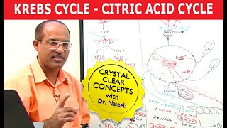 Krebs Cycle  Citric Acid Cycle  Cellular Respiration [upl. by Tallou]