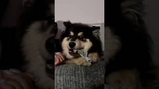 The sock thief finnishlapphund puppy dog cute [upl. by Anailli]