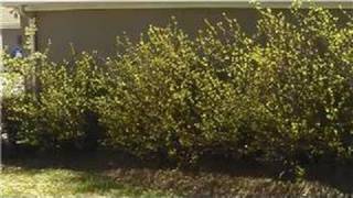 Landscaping Tips  How to Landscape with Deciduous Shrubs [upl. by Ynnep]