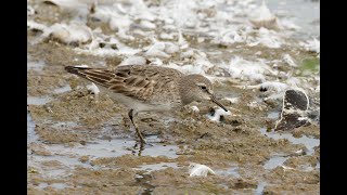 Whiterumped Sandpiper Titchwell RSPB Norfolk 1924 [upl. by Einomrah541]