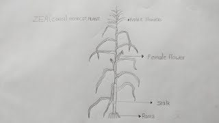 zeacorn  monocot plant  how to draw zea  corn plant diagram  botanypracticalrecord botany [upl. by Nazay]