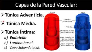 Capas de la Pared Vascular [upl. by Lemrahs]