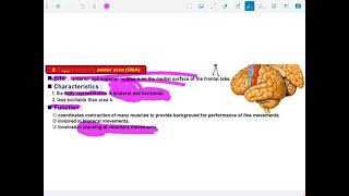 The higher motor control systems  part 3   The supplementary motor cortex [upl. by Thrift]