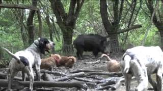 Mai 2013BASSETS FAUVE et GASCON à LObéissance au ferme [upl. by Eidroj]