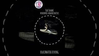 Sea Snake HydrophisNigrocinctus  Blackwater diving [upl. by Gustafsson]