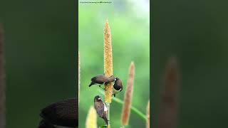 White Rumped Munia Feeding shorts shortsviral shortsfeed trending birds nikonz8 nature [upl. by Oribel]