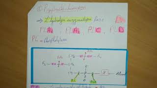 🔔 Résumé Les Lipides Partie 4 Les Lipides Complexes [upl. by Patsis]