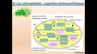 Physiologie végétale  Nutrition carbonée 3  Les chloroplastes amp Les pigments photosynthétiques [upl. by Raymond335]