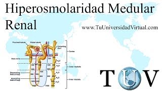 mecanismo contracorriente del riñon Formacion de orina concentrada y diluida [upl. by Krum]