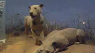 Museum  Tsavo Lions  1080p Test [upl. by Ymmot]