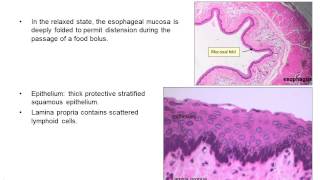 Upper gastrointestinal histology [upl. by Aznarepse621]