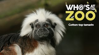 Cottontop tamarin  Who’s at the Zoo 5  Drayton Manor Resort [upl. by Nesiaj594]