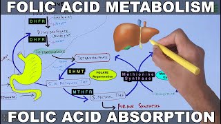 Folic Acid Metabolism  Folate Cycle [upl. by Ahsiuqel]