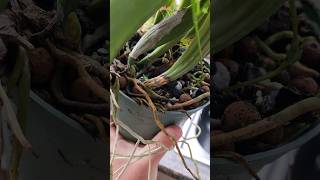 Rhizoctonia Root amp Stem Rot in Orchids orchidculture fungicide plantdisease orchids flowers [upl. by Lebasiram]