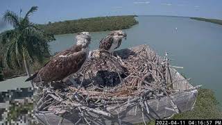 Captiva Osprey Cam Captiva Eagle Cam  2022411 [upl. by Rases582]