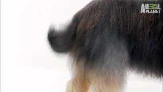 Dogs 101 Briard [upl. by Dayir]