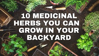 Common Medicinal Herbs 10 Powerful Medicinal Plants you can grow [upl. by Plantagenet]