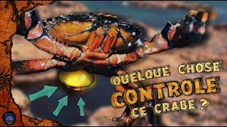 🐚 Ce parasite qui contrôle et transforme les crabes 🐚 [upl. by Medin]