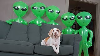 Dog Unimpressed by Alien Invasion Funny Dog Maymo [upl. by Ydnac]