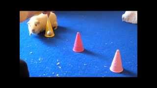 Neue Meerschweinchen Tricks [upl. by Jena]