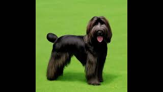 Briard canine kind Facts and information on the Briard dog breed [upl. by Dee Dee76]