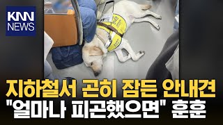 지하철서 잠든 안내견에 승객들 ‘긴장’…이유 알고보니 ‘훈훈’  KNN [upl. by Ominoreg]