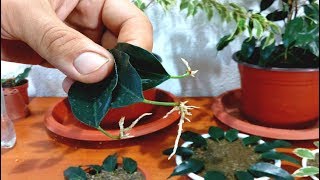 How to grow Ficus Benjamina from single leaf [upl. by Onibas52]