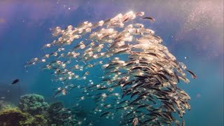 Coraya Bay  Amazing Snorkeling in the Red Sea 4K [upl. by Tiny669]