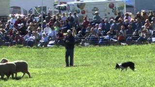 Meeker Classic Sheepdog Championship Trials [upl. by Iren203]