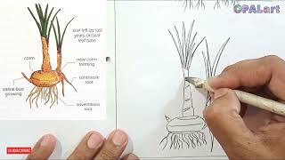 How to draw corm of colocasia diagram on Biology Practical copy [upl. by Argus]