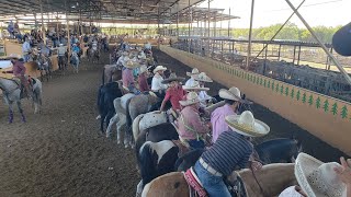 Desde ❗Lienzo Charro Los Pinos❗ continúa la COMPETENCIA con ganado CEBU 🐂🐴 [upl. by Erdrich]