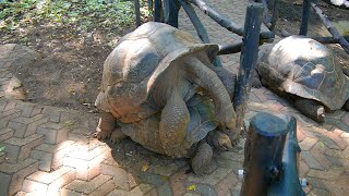 100yearold Giant Tortoises Mating [upl. by Dublin]