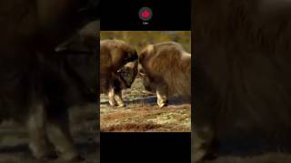 Mighty Bisons Fight animals wildlife fighting ytshortyoutubeshorts [upl. by Anomis]