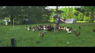 Raw UNCUT Look At Raising Free Range Chickens [upl. by Bertle]