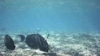 Snorkeling Kee Beach  Kauaii  Hawaii [upl. by Ahsyekat]