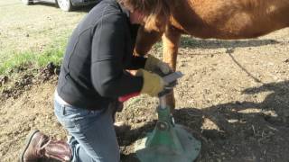 Farrier Trimming Dry Hooves [upl. by Ynoyrb]