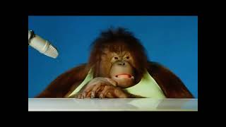 Orangutan asmr but every time they eat something it speeds up [upl. by Kleiman]