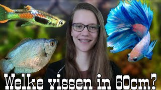 Welke VISSEN kunnen in een 60cm AQUARIUM VISBESTAND SAMENSTELLEN deel 25 Nickey [upl. by Ataga973]