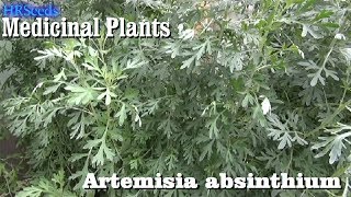 ⟹ WORMWOOD Artemisia absinthium 🌿 BE CAREFUL [upl. by Wilterdink]