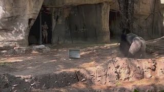 Wild viral video shows zookeepers trying to hide from silverback gorilla at Fort Worth zoo [upl. by Wiencke]