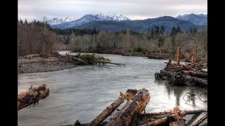 Log Jams Aid Salmon Restoration on the Elwha River [upl. by Tolman520]