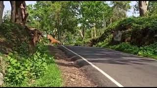 Huge Male Tiger crossing the road in Masinagudi [upl. by Zimmermann22]