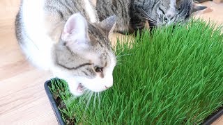 How To Grow Wheatgrass For Cats  Wheatgrass Growing Kit  Cat Grass [upl. by Berthold]